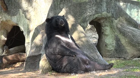 A black bear having a shower. Stock Footage 82312389