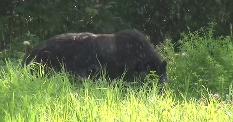 Black Bear With Her Breeding Stock Footage 108928539