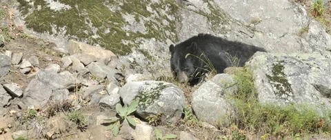 Black bear hiding in the rocks Stock Footage 140266990