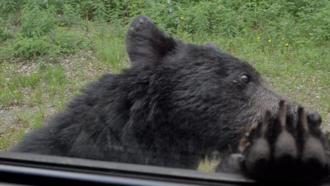 Black Bear Investigating Van Door Stock Footage 112803751