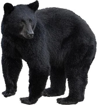 Black bear isolated on white Foto stock