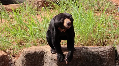 Black bear live in nature 動画素材 244702362