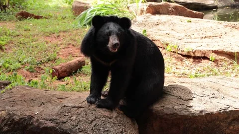 Black bear live in nature Stock Footage 244702396
