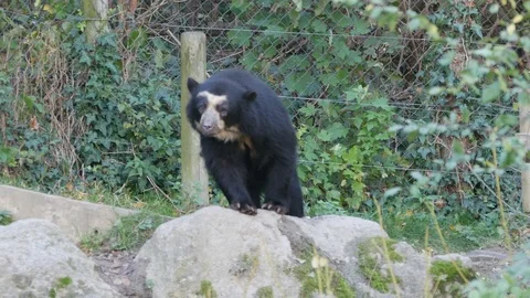 Black bear looking around Stock Footage 94128212