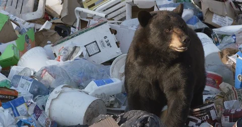 Black bear looking for food in dumping ground 스톡 동영상 109388373