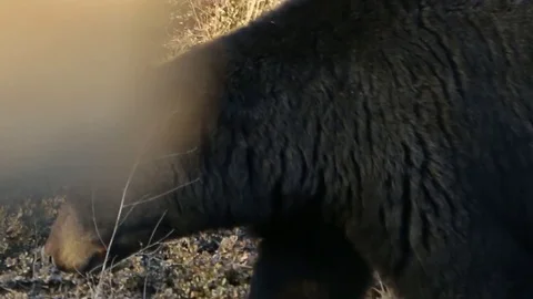 Black Bear looking for food Stock Footage 78772479