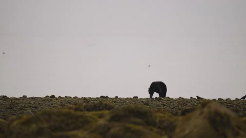 Black bear looking for salmon along the river to eat in British Columbia, Canada Stock Footage 324378582