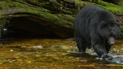 Black Bear Looking for salmon Video stock 80602192
