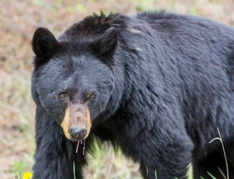 Black bear looking at you, focus on his eyes 写真素材