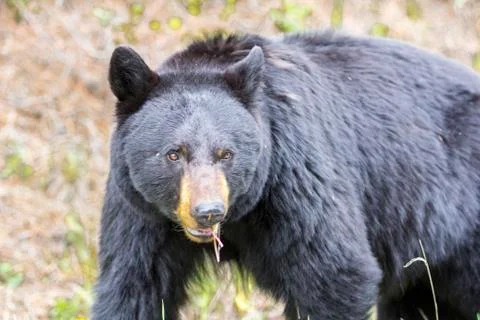 Black bear looking at you, focus on his eyes Fotos Stock