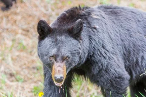 Black bear looking at you, focus on his eyes Fotos Stock