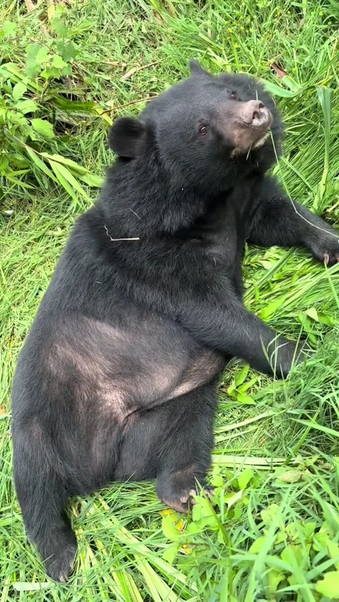 Black Bear Lying on Grass Eating Foliage Stock Footage 343493532