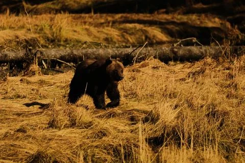 Black bear lying in a grassy field Stock Photos