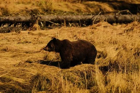 Black bear lying in a grassy field 5 Stock Photos
