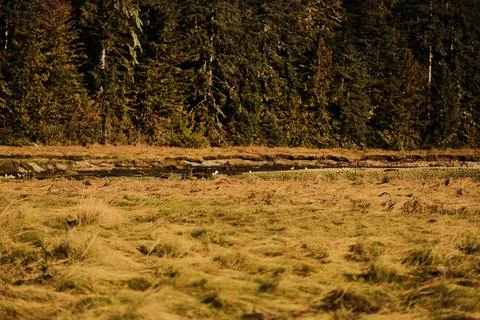 Black bear lying in a grassy field 11 Stock Photos