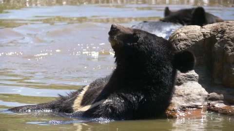 Black Bear lying in Water Stock Footage 156010306