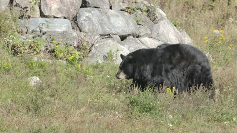 Black bear majestically moving through the tall grass in a forest Stock Footage 140266987