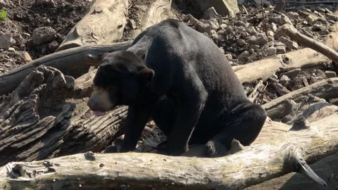 Black bear. Malayan sun bear, Helarctos malayanus Stock Footage 153740493