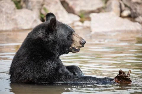 Black bear in the meadow Stock Photos