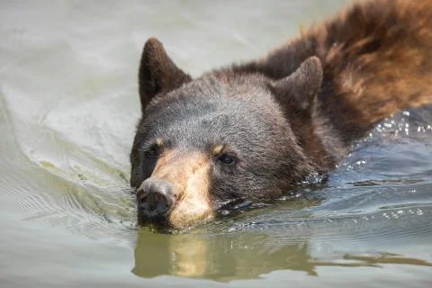 Black bear in the meadow Foto stock