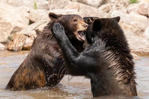 Black bear in the meadow Stock Photos