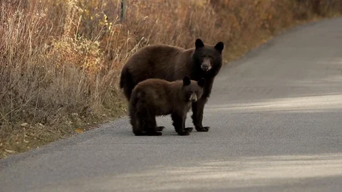 Black Bear Mom with Cub Stock Footage 101033370