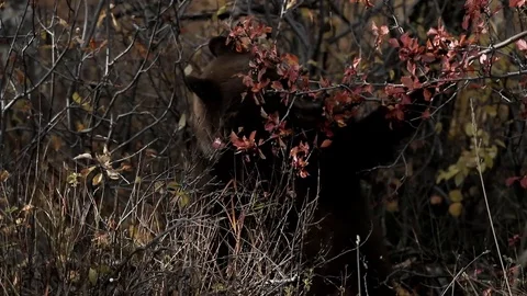 Black Bear Momma Eating Stock Footage 101033296