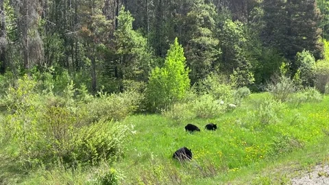 Black bear mother with two cubs feeding on dandelions near Jasper, Canada Vídeos de archivo 328868025