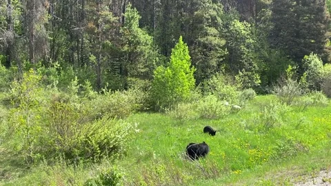 Black bear mother with two cubs grazing in meadow near Jasper, Canada Vídeos de archivo 328868060