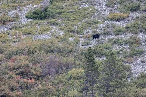 Black Bear in the Mountains 写真素材