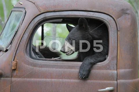 Black Bear In Old Truck, Minnesota, Usa