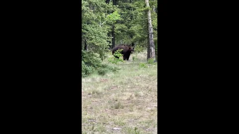 Black Bear in our Camp Vídeos de archivo 330684185