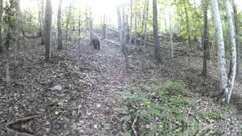 Black Bear Passing Through in North Carolina Foothills Stock Footage 318034454