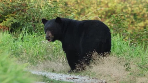 A black bear pauses on a B.C trail Stock Footage 320197232