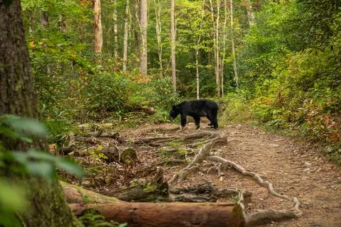 Black Bear Pauses In The Middle Of Abrams Falls Trail In Great Smoky Mountain Stock Photos