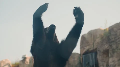 Black bear performs with expressive dance moves. Observational footage showcases Stock Footage 330158343