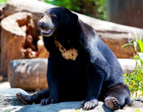 Black bear Stock Photos