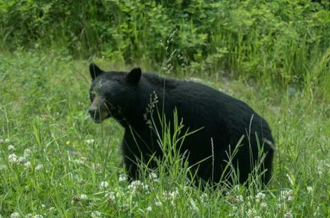 Black Bear Stock Photos