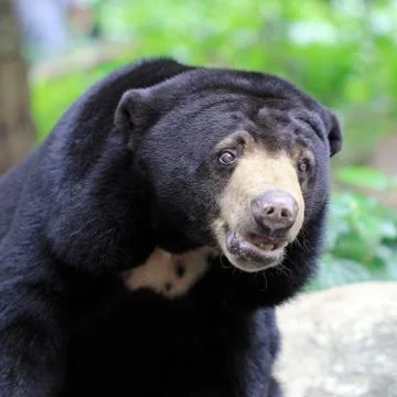 Black bear Stock Photos