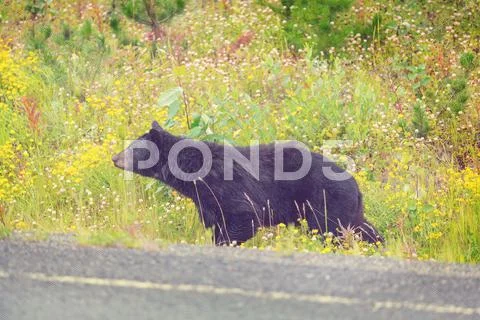 Black bear Stock Photos