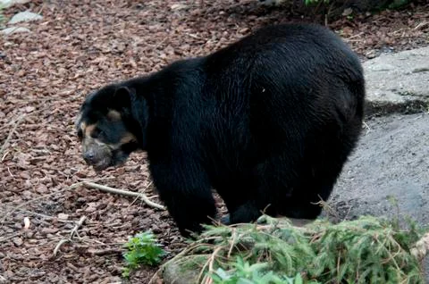 Black bear Fotos Stock