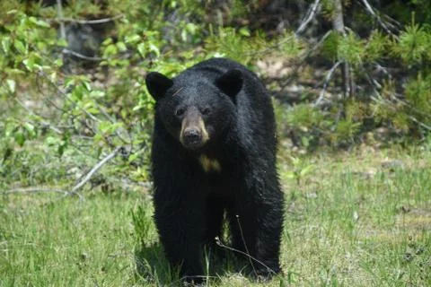 Black bear Stock Photos