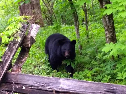 Black Bear Stock Photos