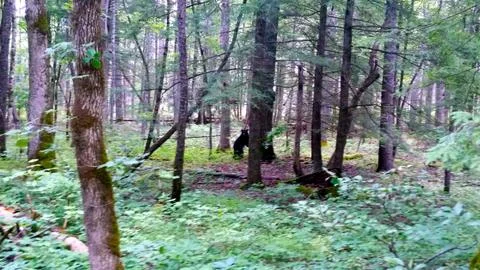 Black Bear Stock Photos