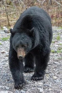 Black bear Stock Photos