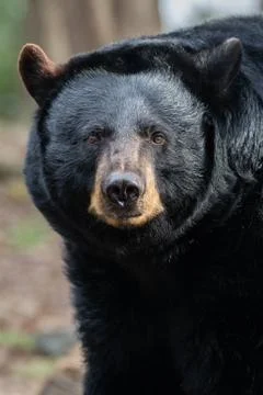 Black Bear Stock Photos