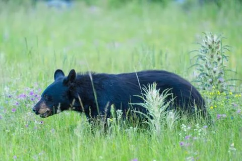 Black Bear Stockfoto's