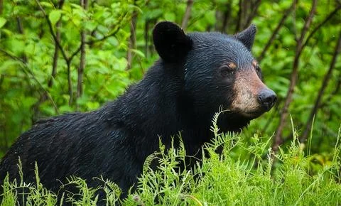 Black bear Stock Photos