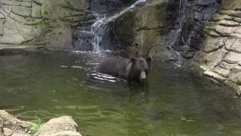 Black bear pond water cascade waterfall face animal mammal captivity zoo Stock Footage 332647097