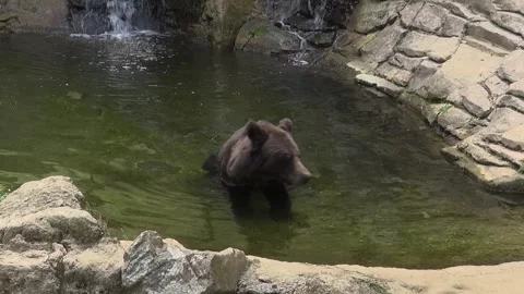 Black bear pond water cascade face sitting eating animal mammal captivity zoo Stock Footage 332647098